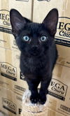 adoptable Cat in Lancaster, CA named Silky