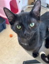 adoptable Cat in Lancaster, CA named Isaac