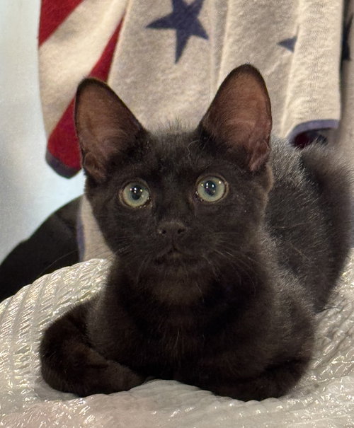 picture of the cat needing adoption