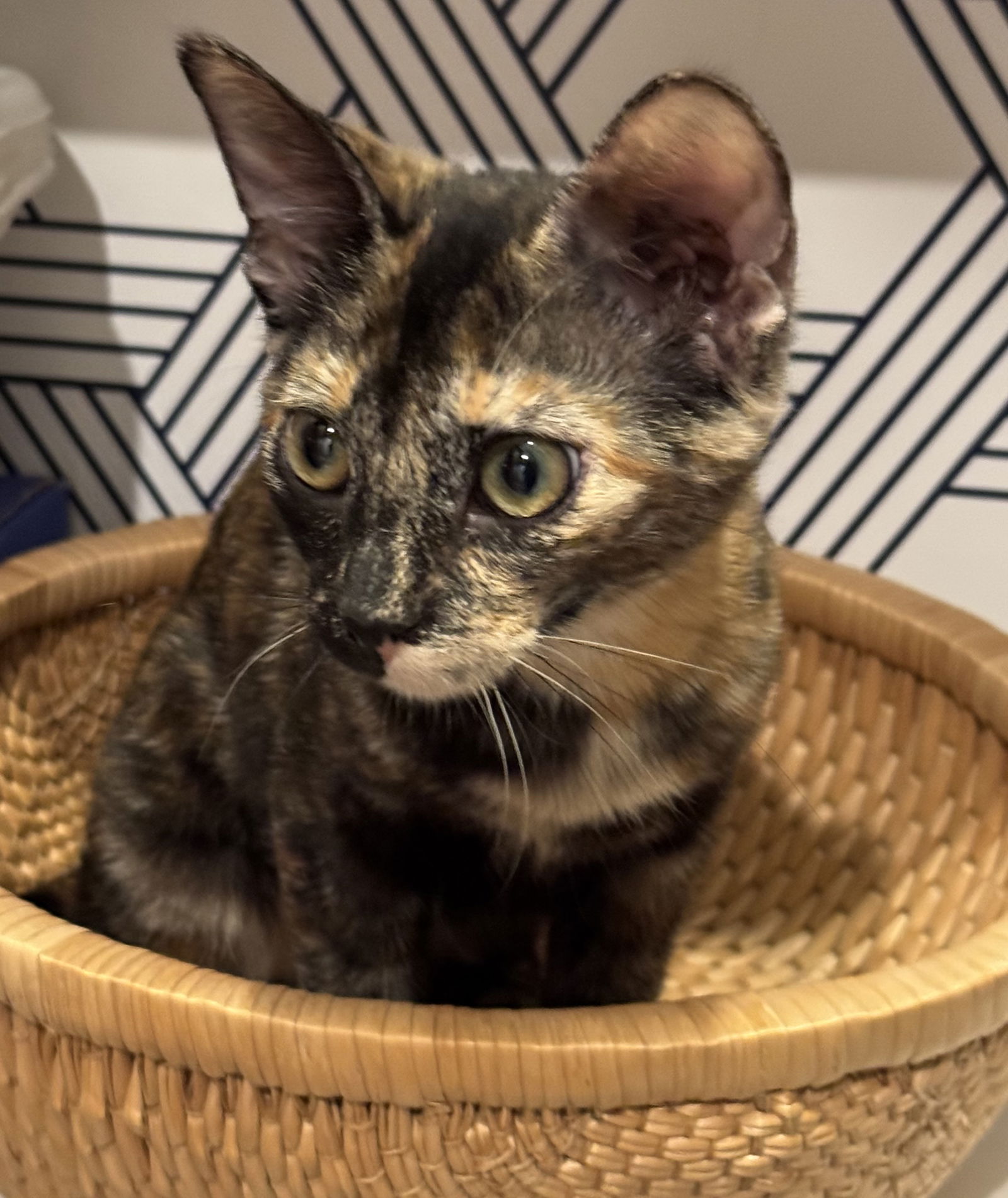 adoptable Cat in Lancaster, CA named Briar