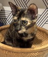 adoptable Cat in  named Briar