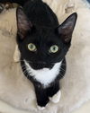 adoptable Cat in  named Tux