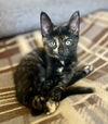 adoptable Cat in  named Kiki