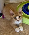 adoptable Cat in  named Puff-Puff