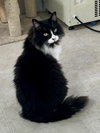 Moji - Photo 3