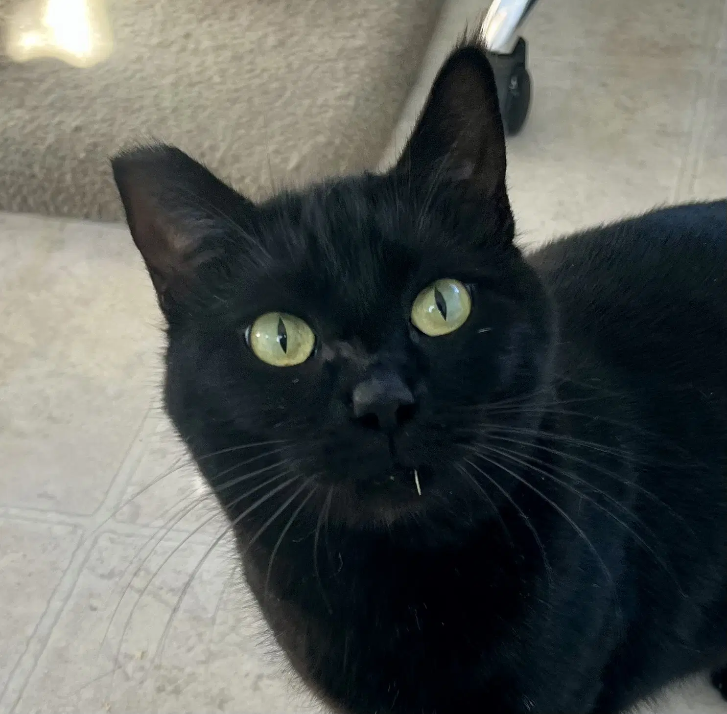 Onyx - Domestic Short Hair