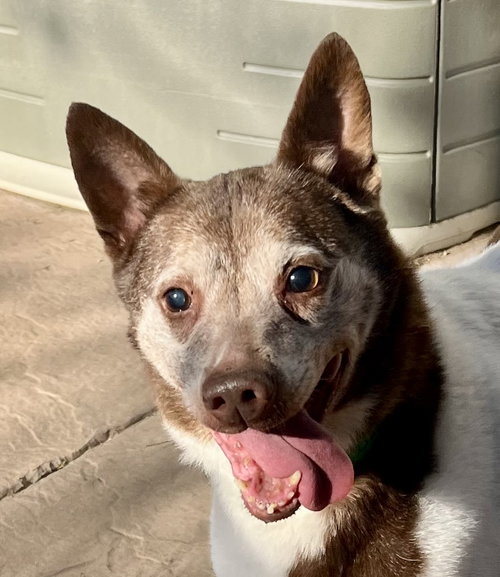 Cowboy, an adoptable Cattle Dog in Lancaster, CA