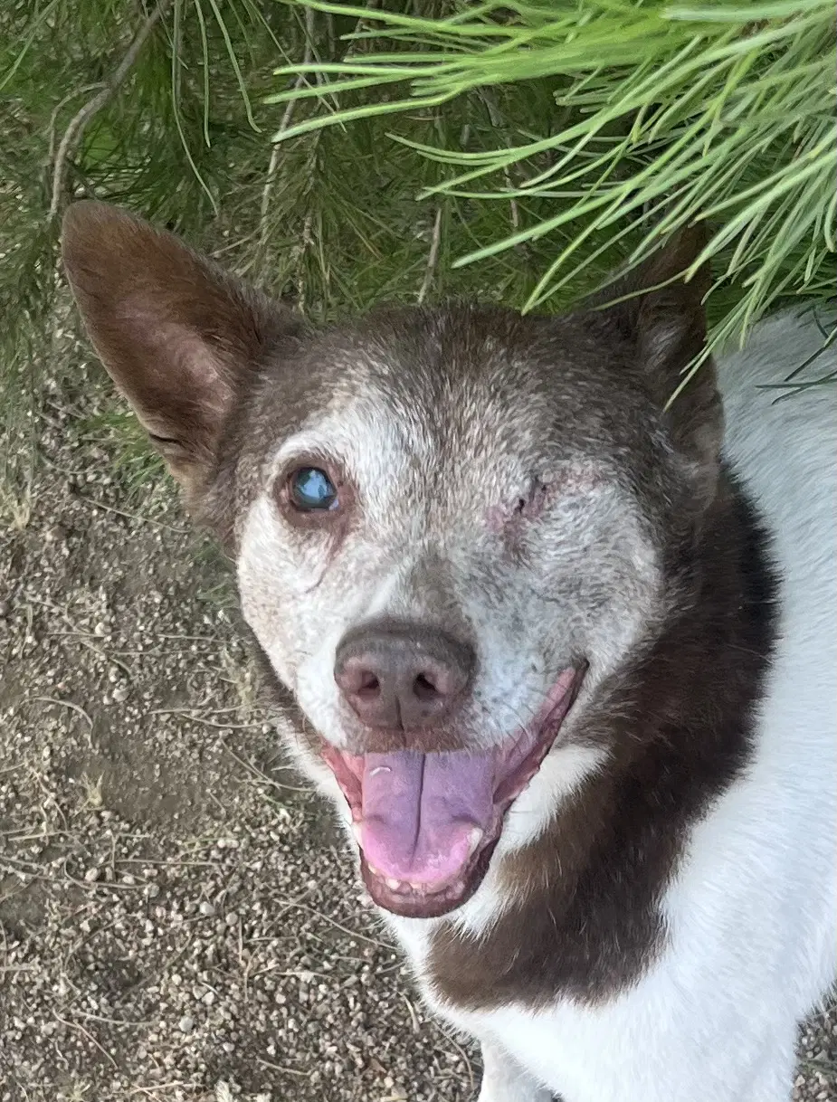 Cowboy - Cattle Dog