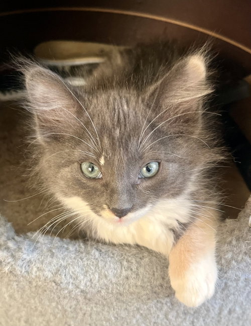 Opal, an adoptable Dilute Calico in Lancaster, CA