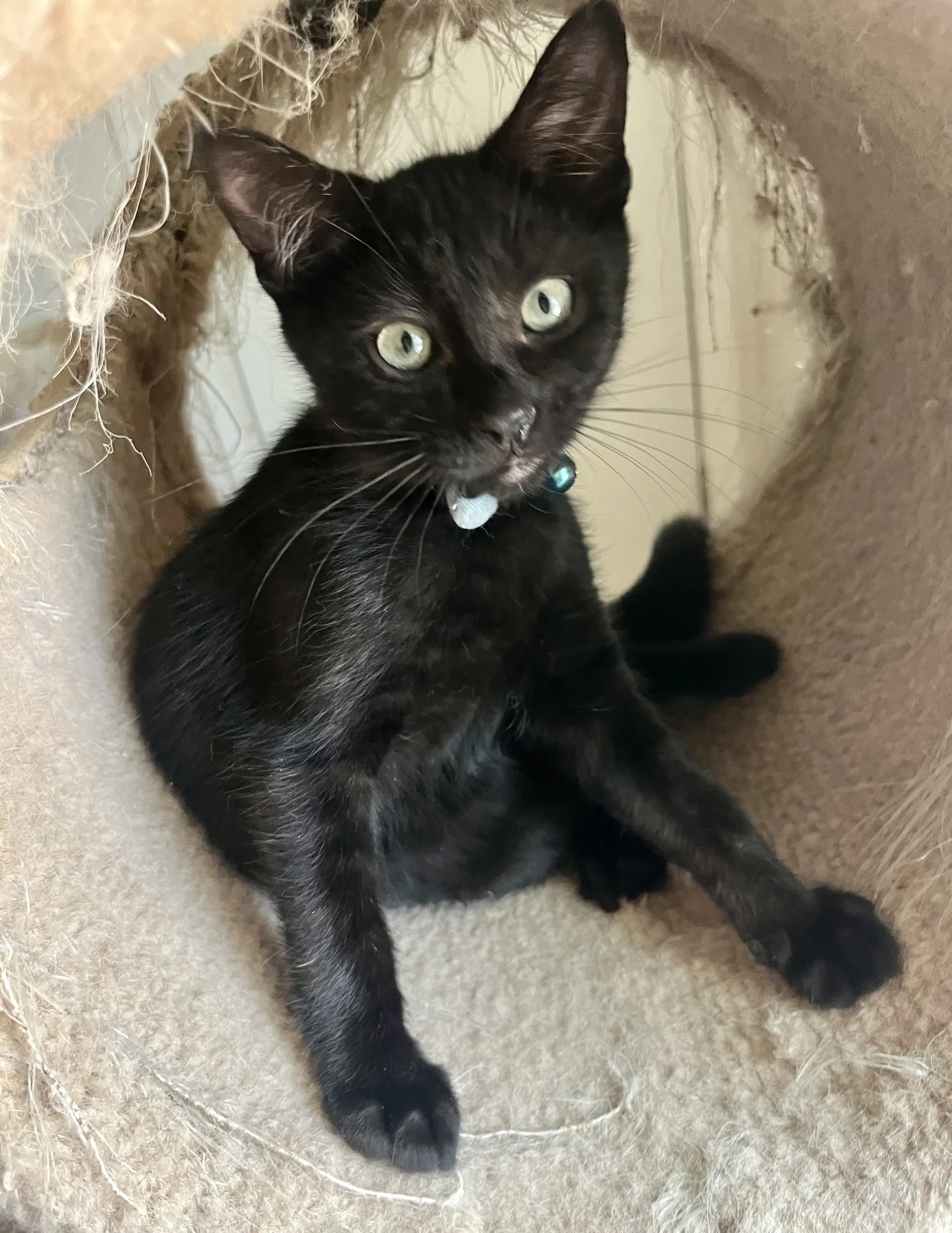 Rambo - Domestic Short Hair