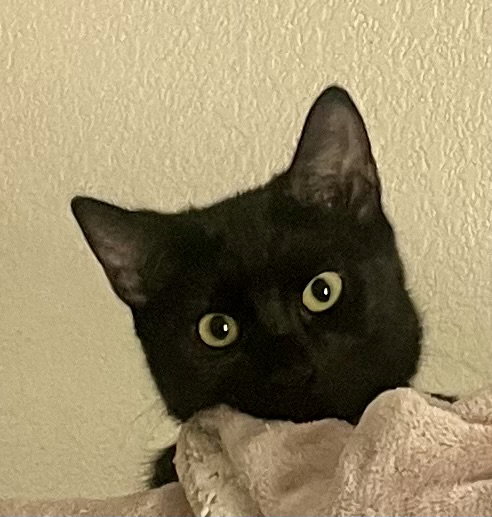 Lily, Domestic Medium Hair