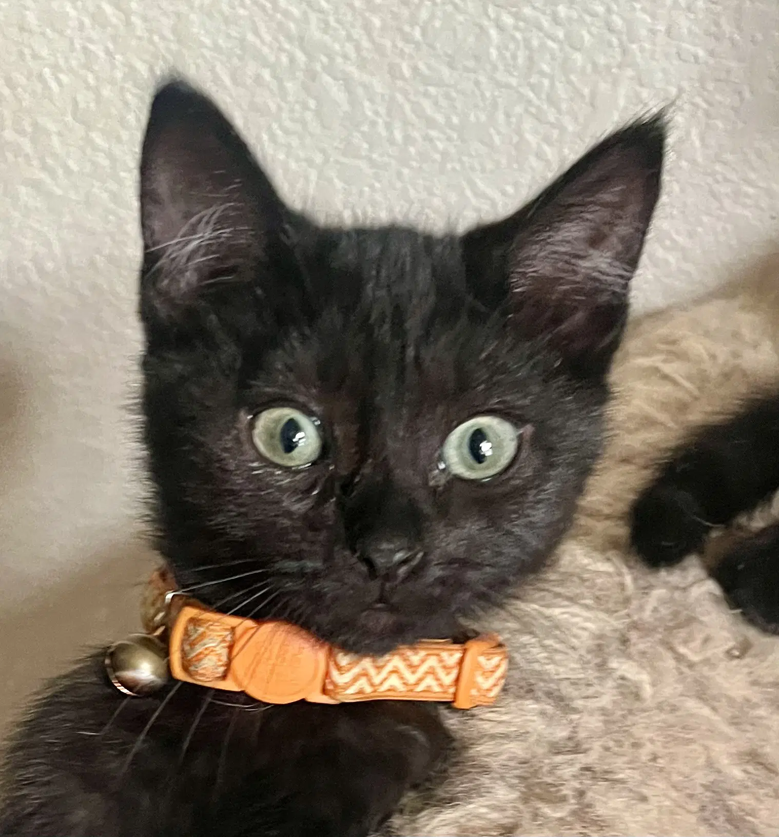 Luke - Domestic Short Hair