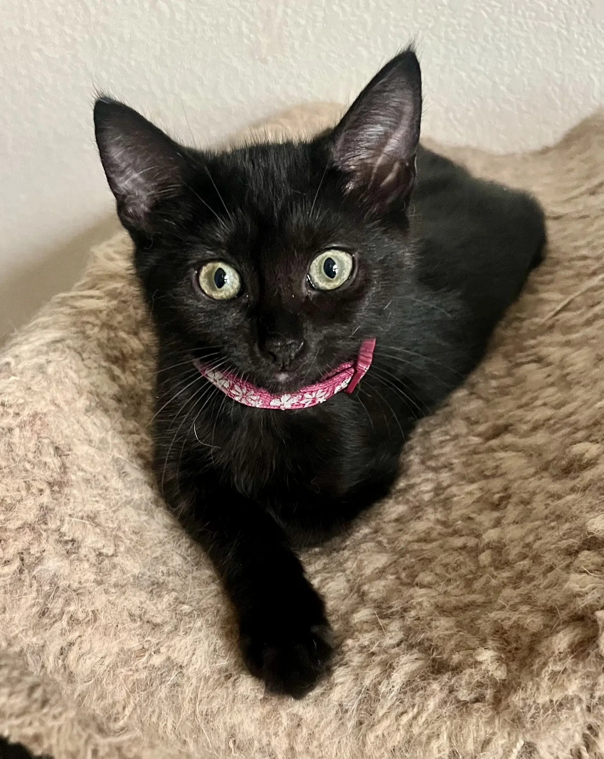 Lola - Domestic Short Hair