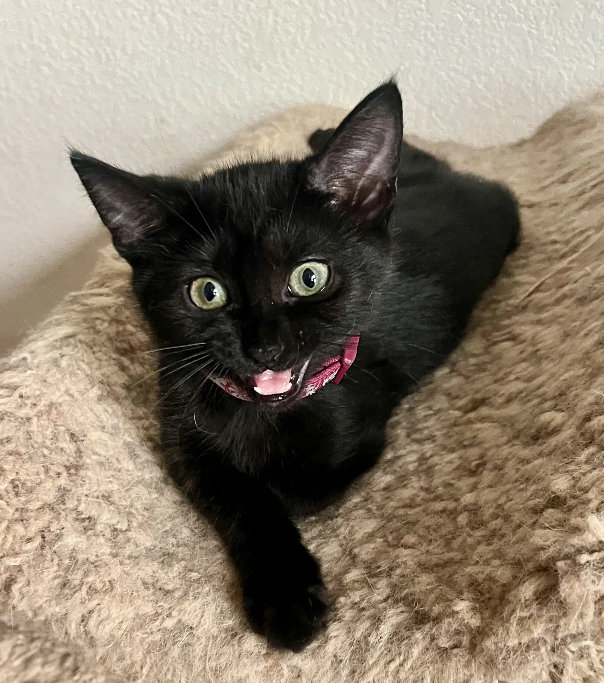 Lola image 2