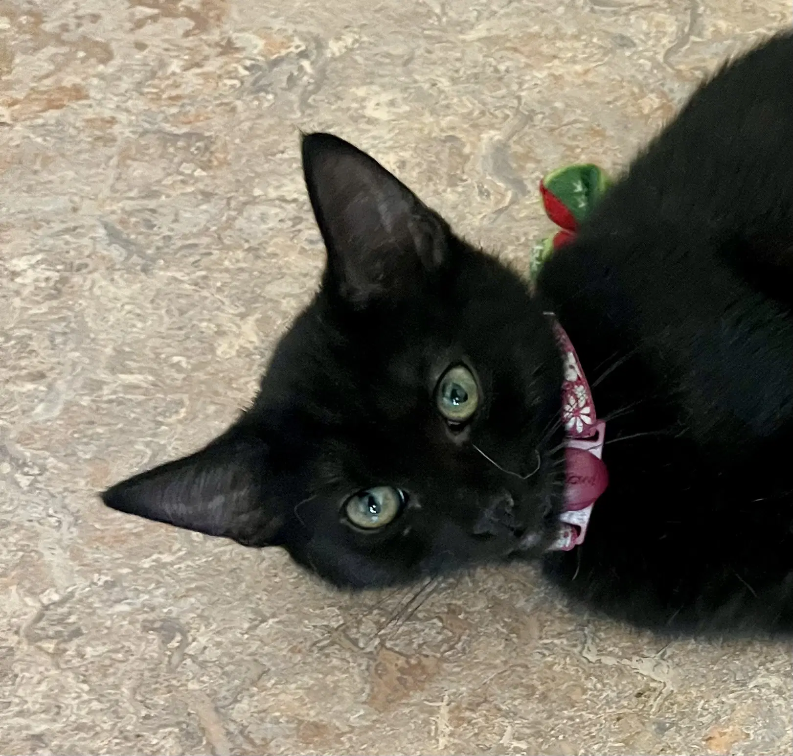 Lola image 4