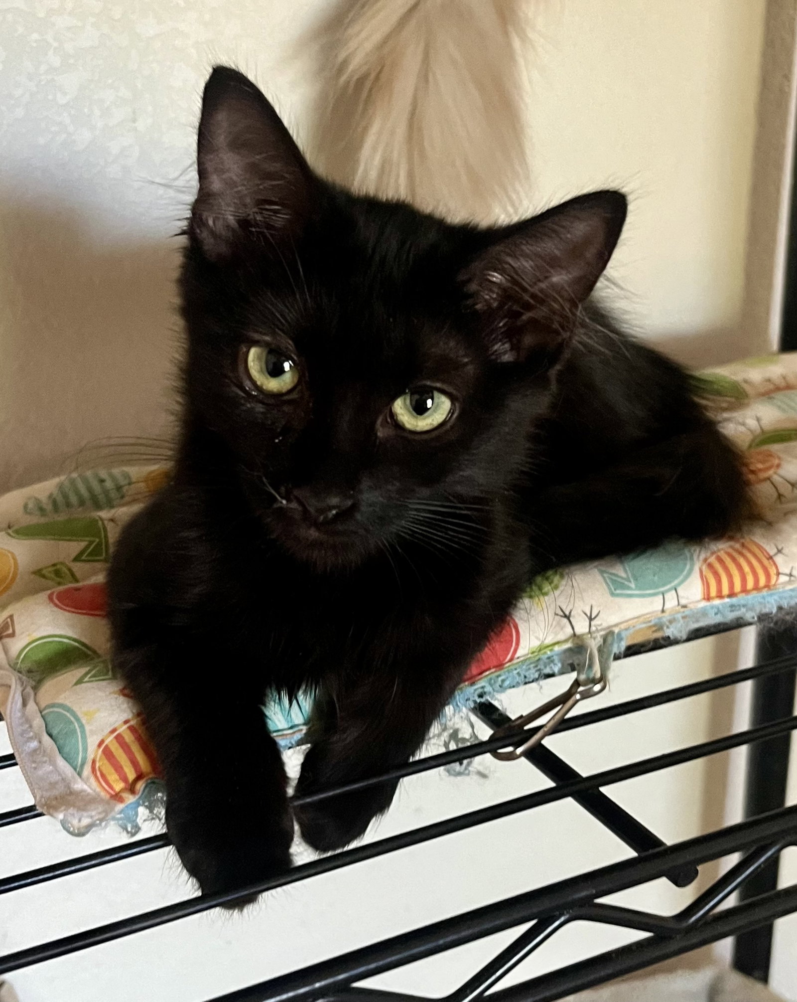Loki, Domestic Short Hair