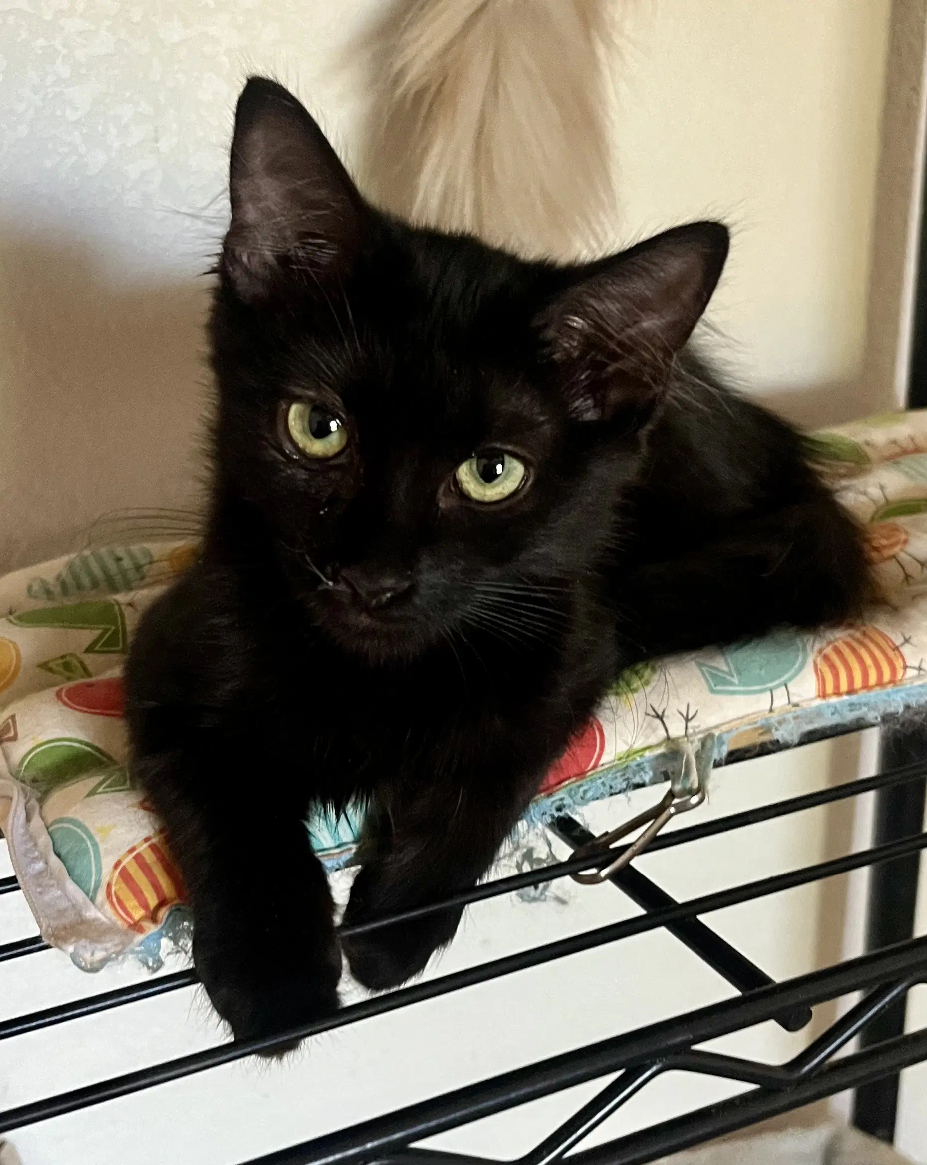 Loki - Domestic Short Hair