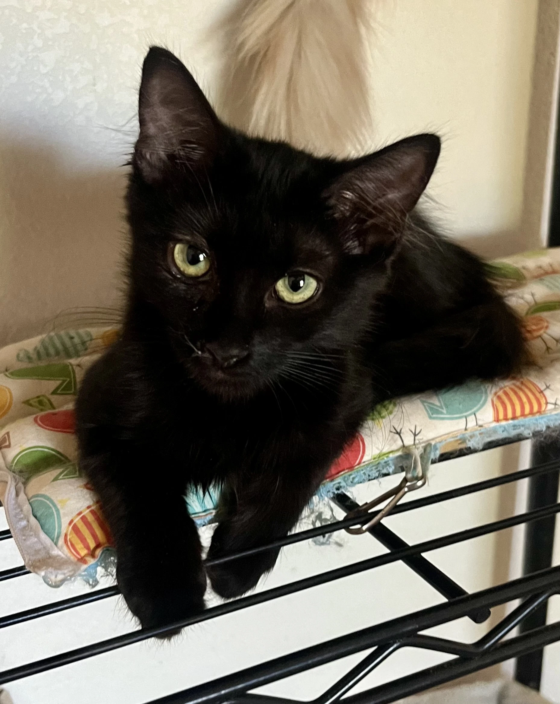 Loki