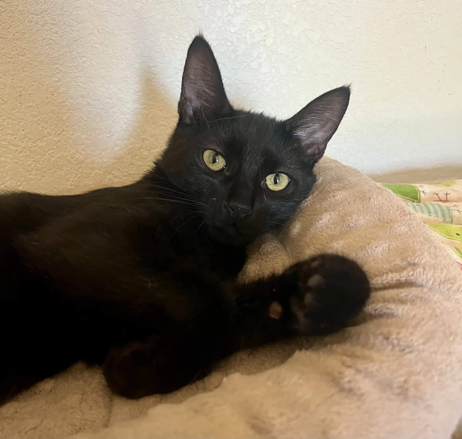 Loki image 2