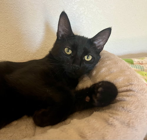 Photo 2 of Loki