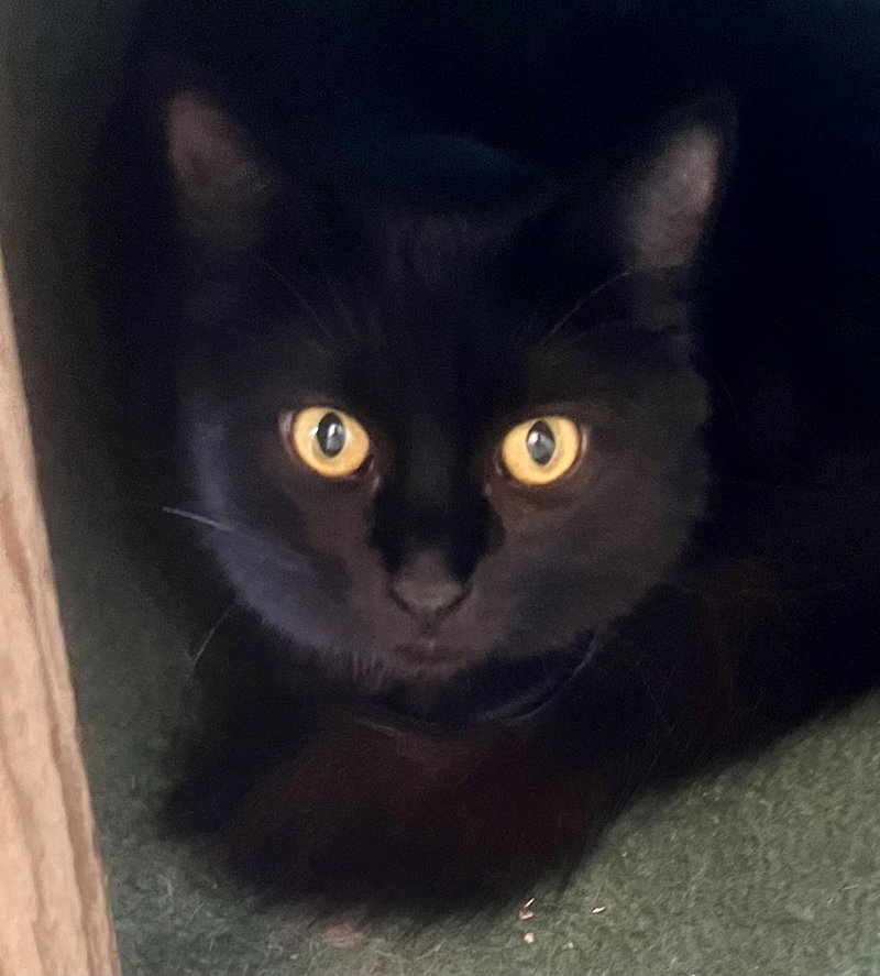 Wednesday, a young female cat up for adoption