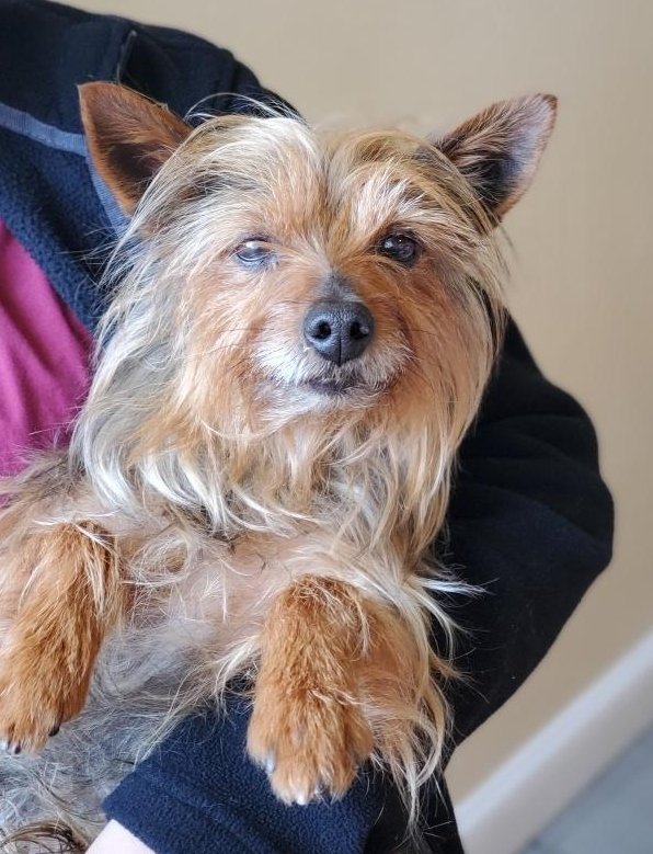adoptable Dog in San Francisco, CA named Ozzy