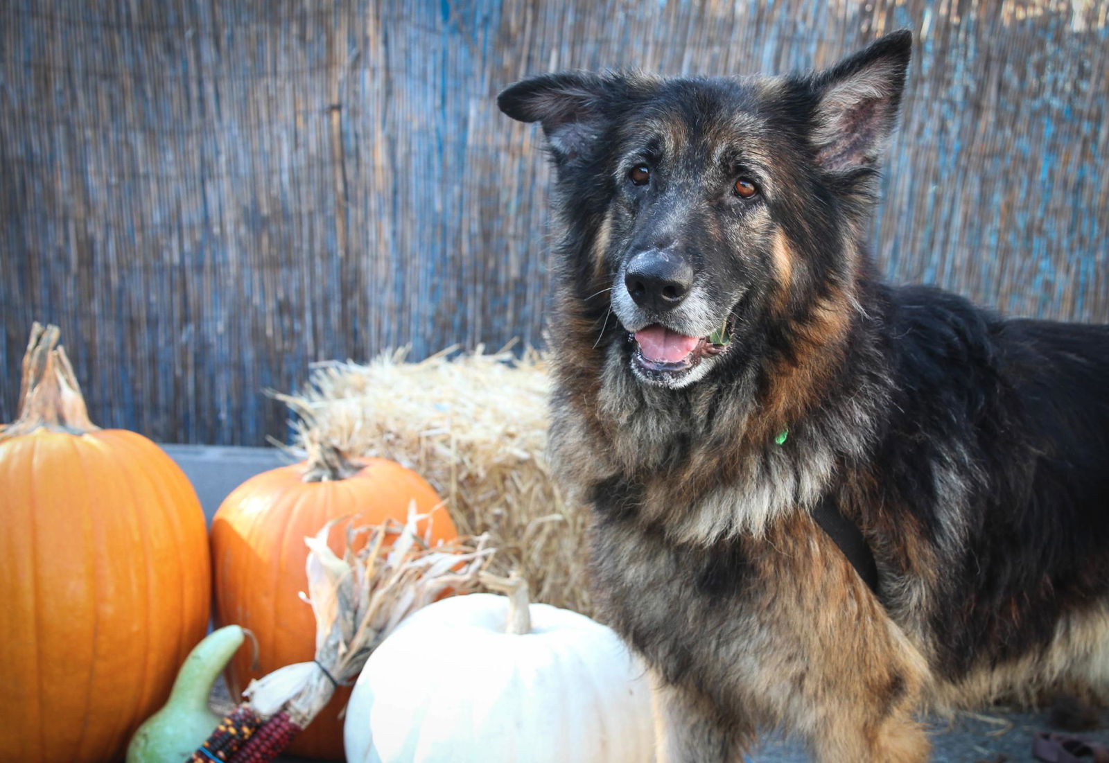 adoptable Dog in San Francisco, CA named Sputnik