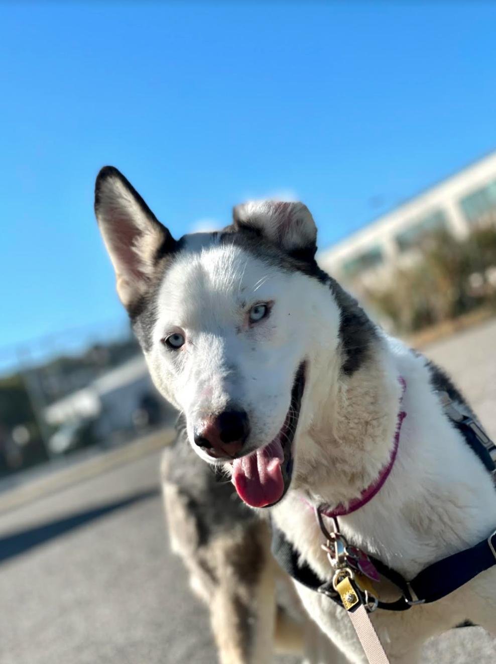 adoptable Dog in San Francisco, CA named Vincent