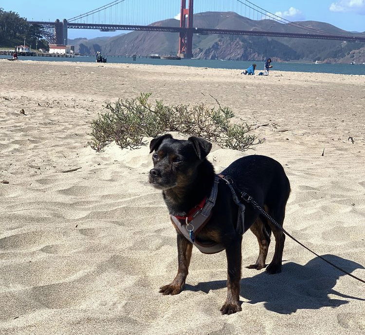 adoptable Dog in San Francisco, CA named Sonny