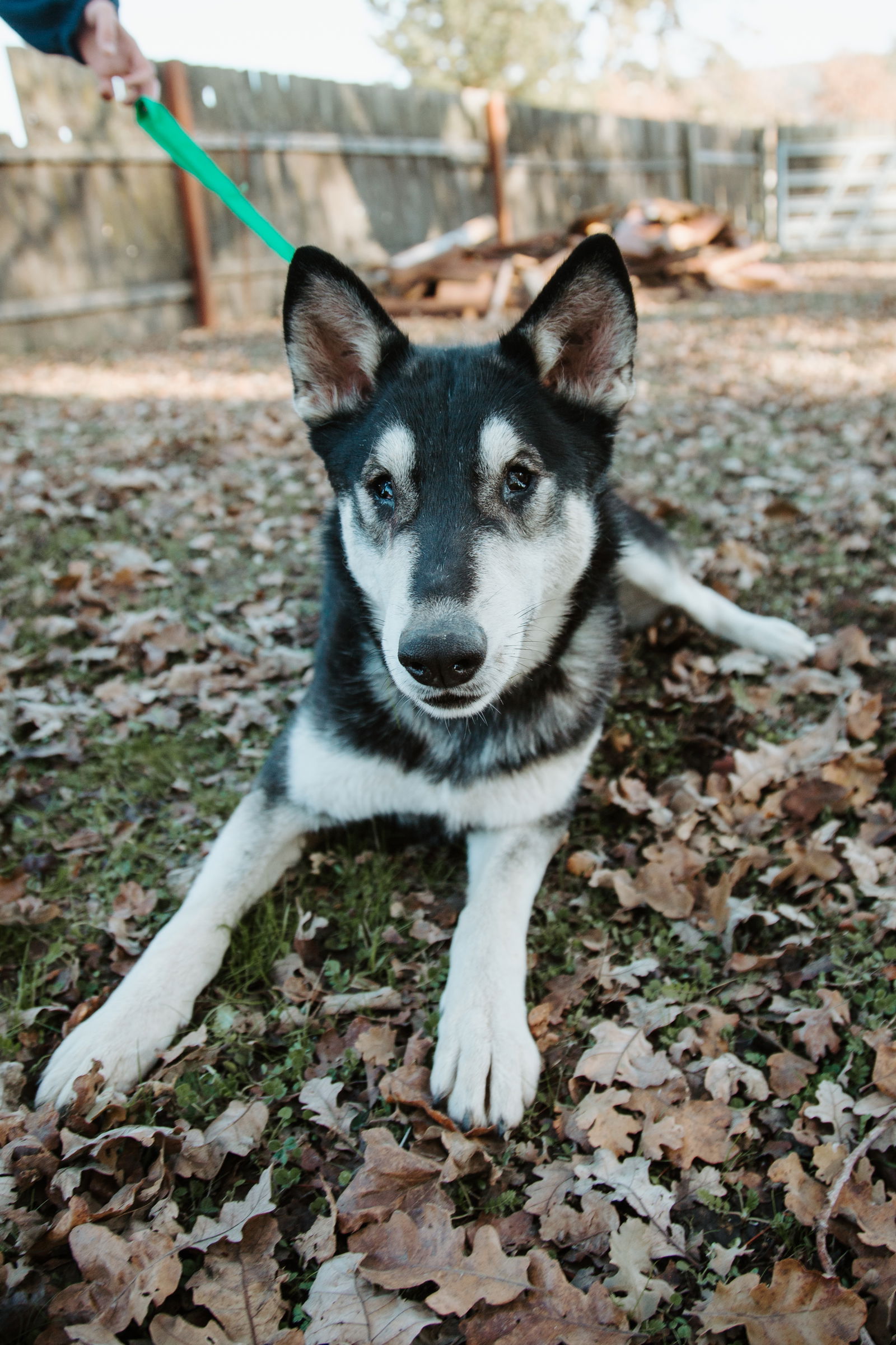 adoptable Dog in San Francisco, CA named Arya