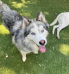 adoptable Dog in San Francisco, CA named Happy