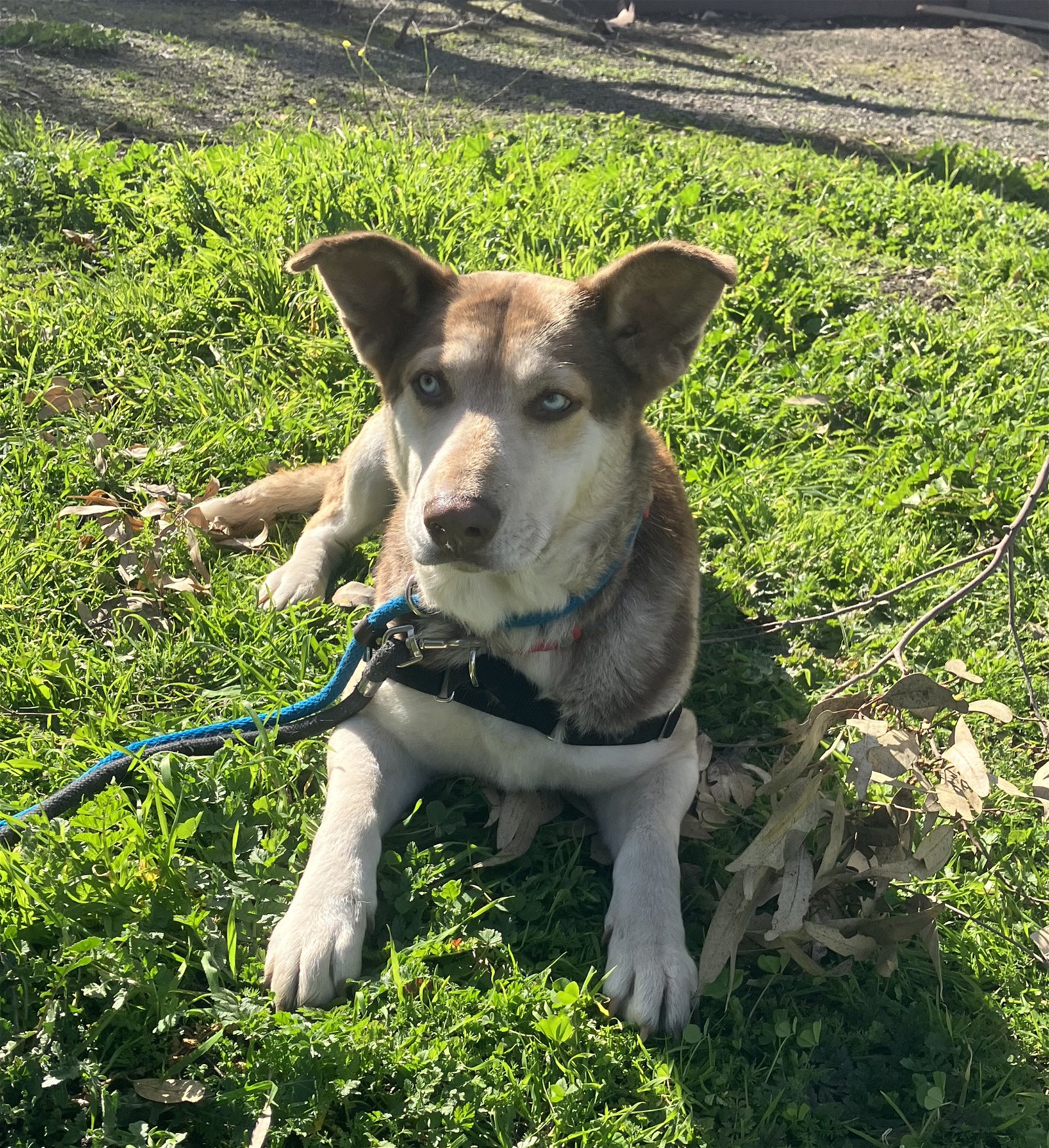 adoptable Dog in San Francisco, CA named Amelia
