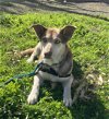 adoptable Dog in san francisco, CA named Amelia