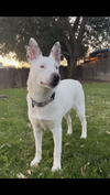 adoptable Dog in  named Paloma