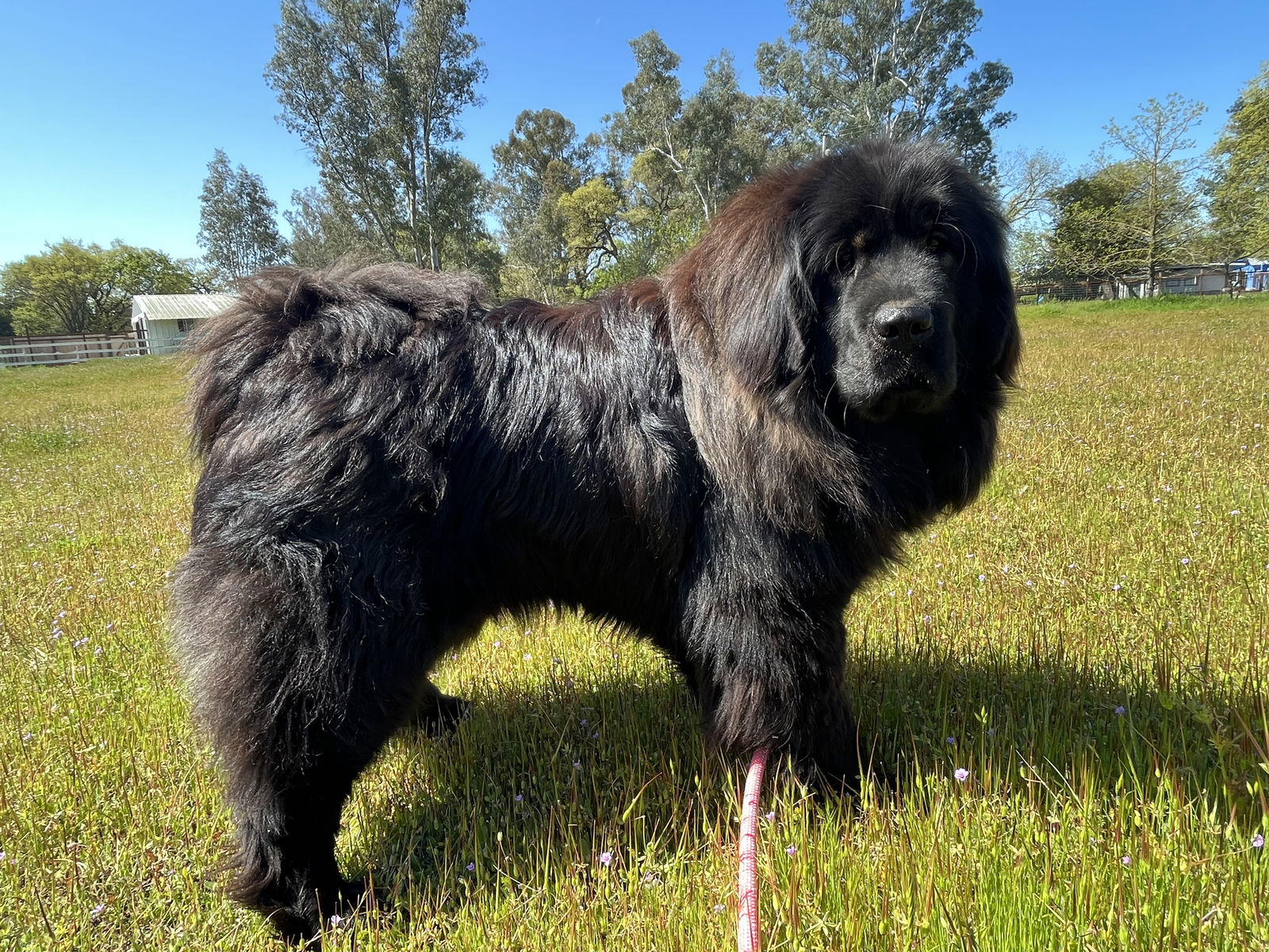 adoptable Dog in San Francisco, CA named Inky