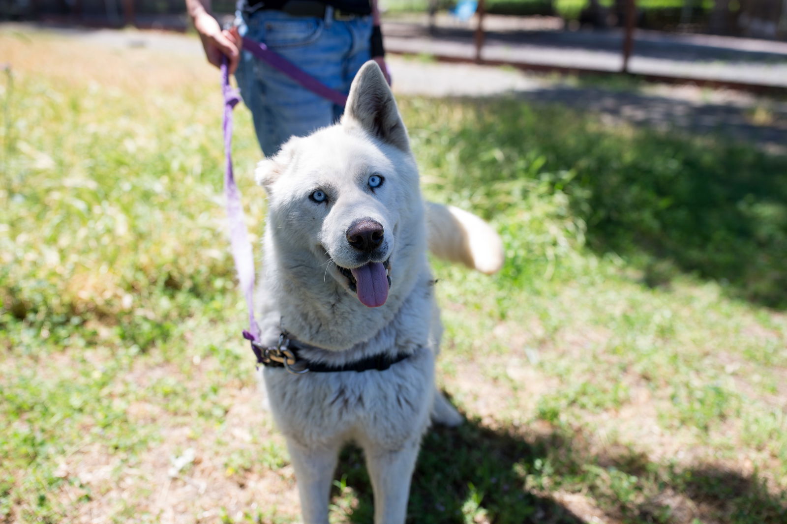 adoptable Dog in San Francisco, CA named Ivory