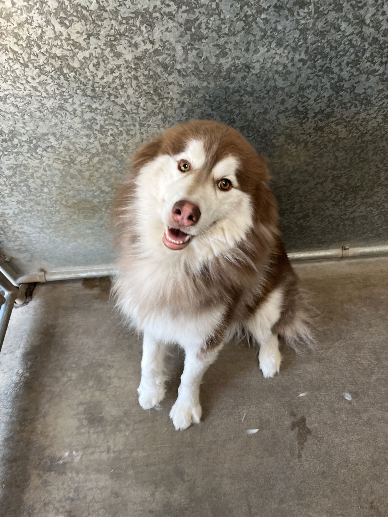 adoptable Dog in San Francisco, CA named Scooby