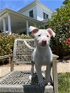 adoptable Dog in san francisco, CA named **Remi**puppy