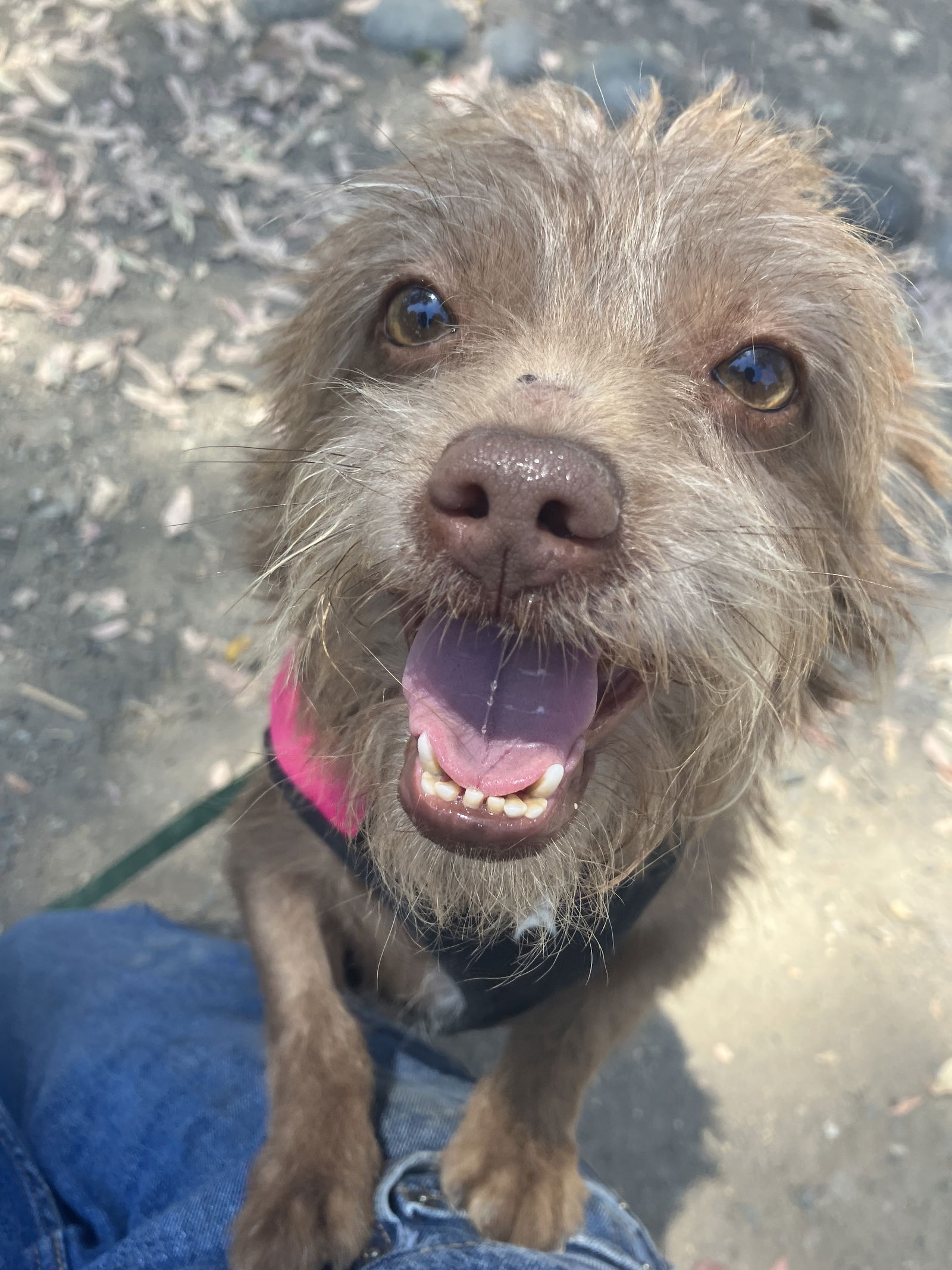 adoptable Dog in San Francisco, CA named Cory