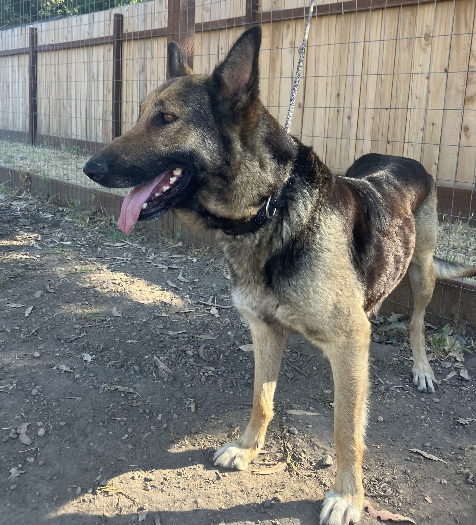 Dog for Adoption - Gabby, a German Shepherd Dog in Novato, CA | Alpha Paw