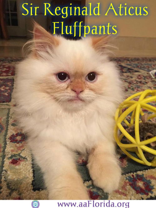 Sir Reginald Aticus Fluffpants