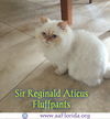 Sir Reginald Aticus Fluffpants