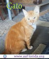 Gato