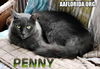 Penny