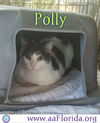Polly