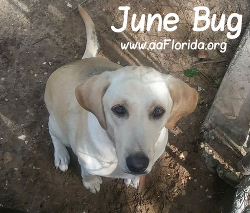 June Bug