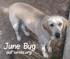 June Bug