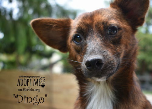 Dingo