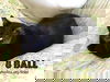 8 Ball