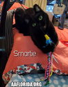 Smartie